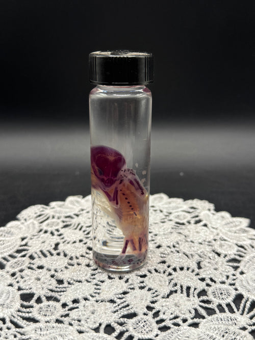 Diaphonized Fetal Kitten (Small)