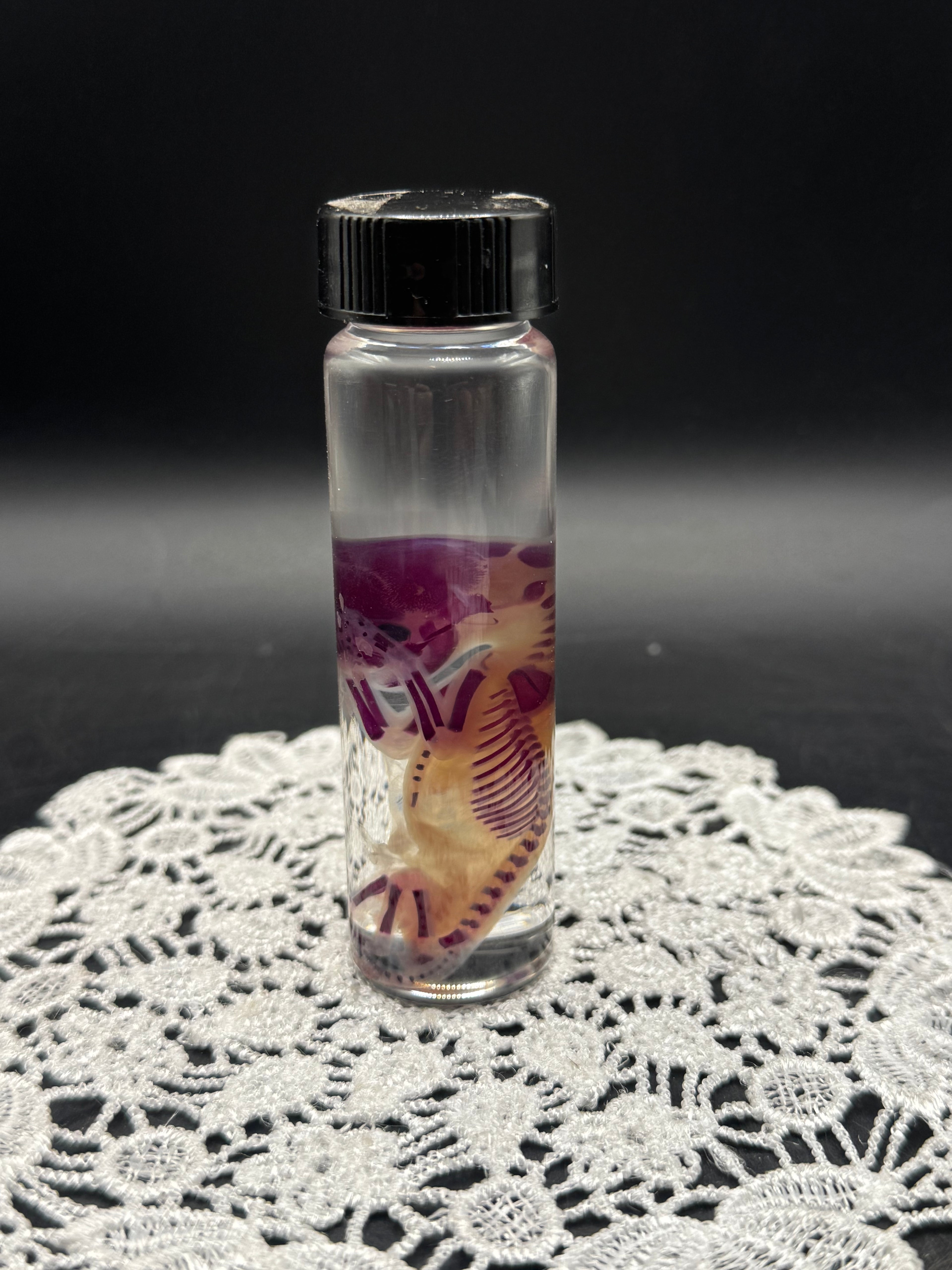 Diaphonized Fetal Kitten (Small)
