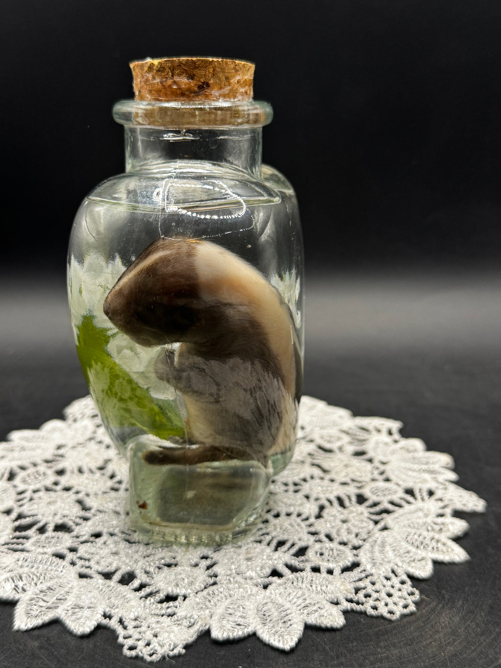 Fetal Skunk