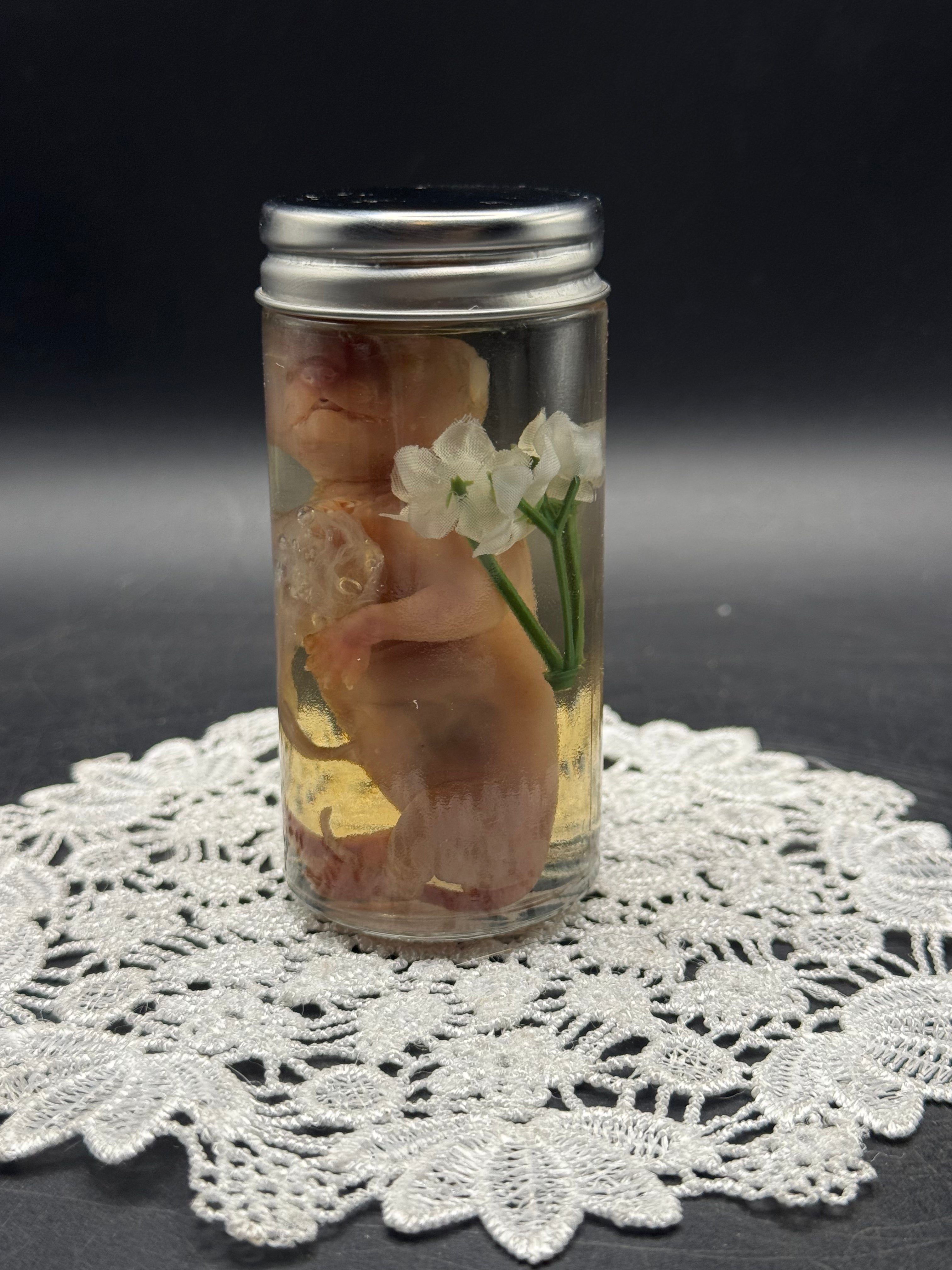 Prenatal Kitten (Mid Stage)