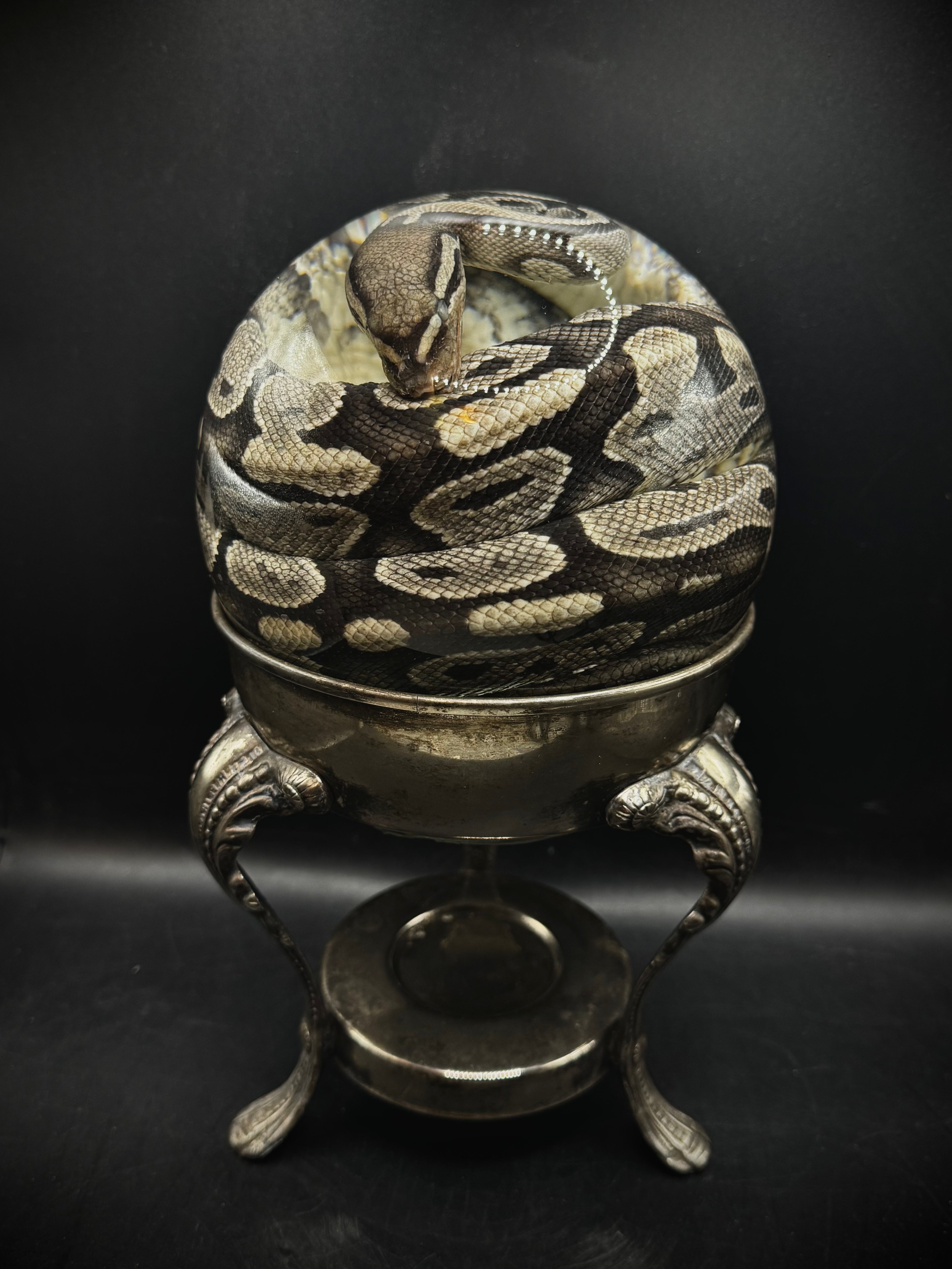 Ball Python w/Stand