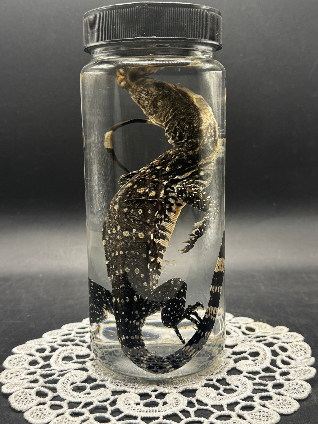 Black and White Tegu