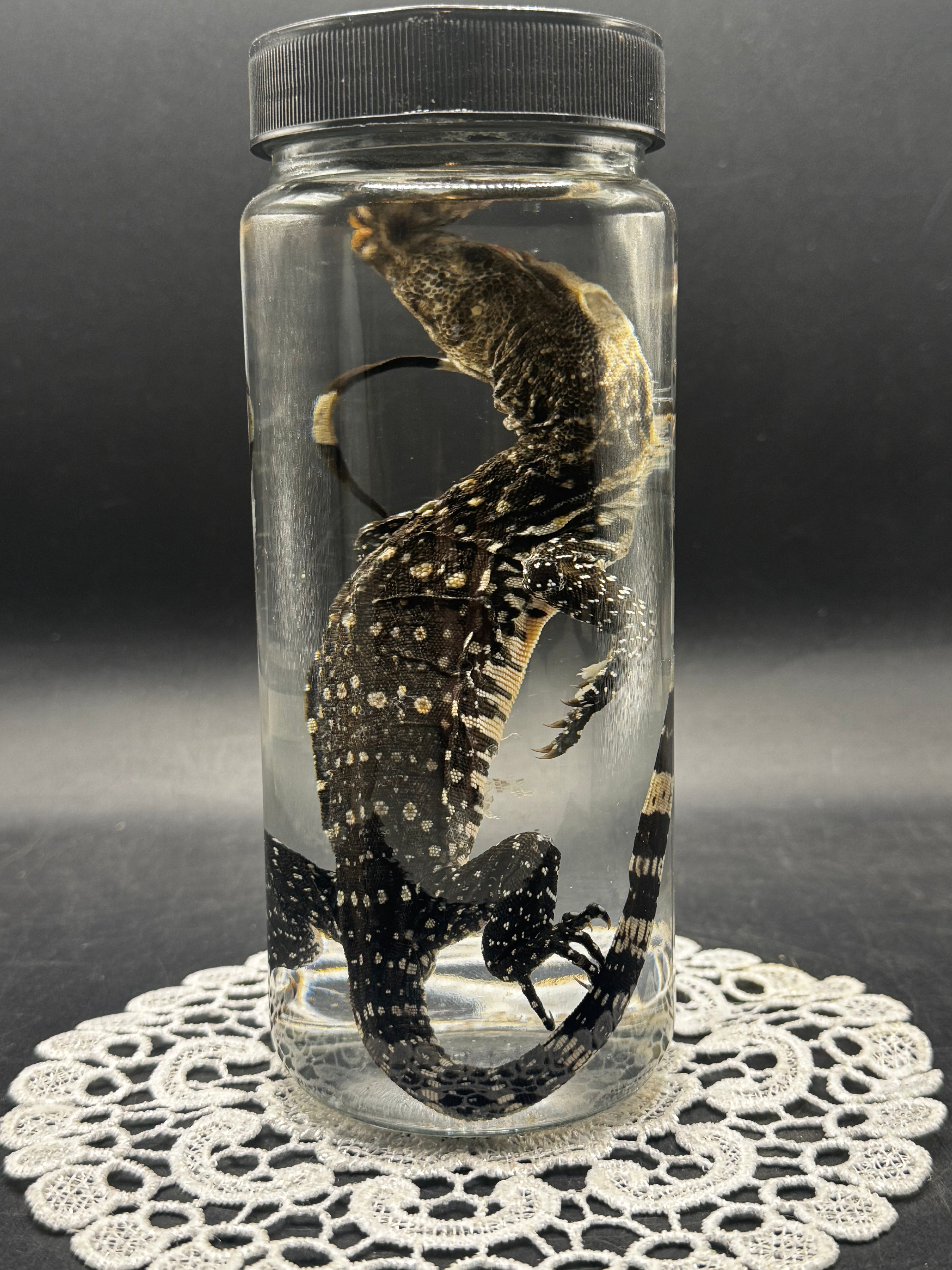 Black and White Tegu