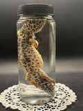 Leopard Gecko