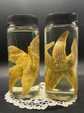 Starfish (Wet Specimen)