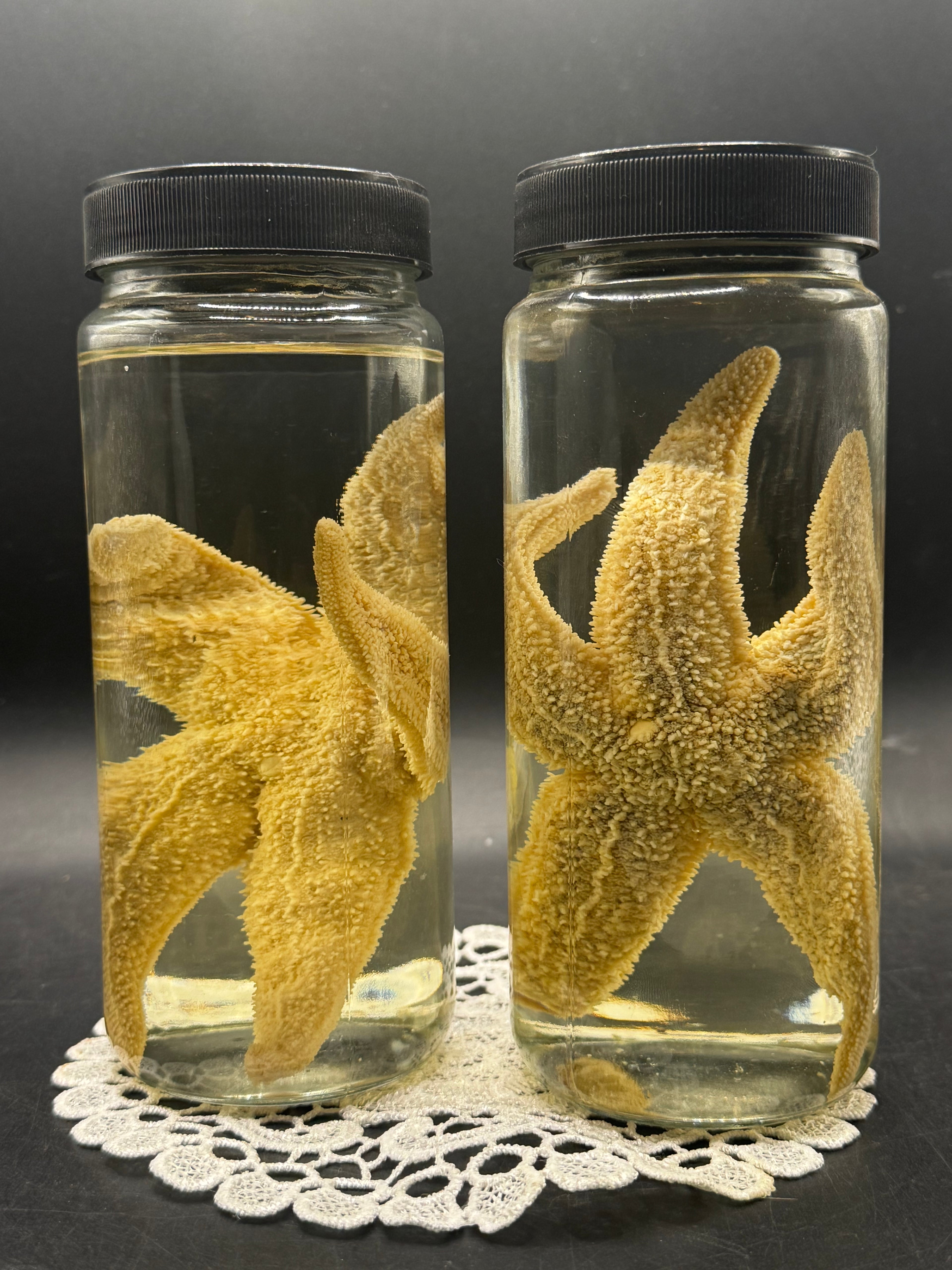 Starfish (Wet Specimen)
