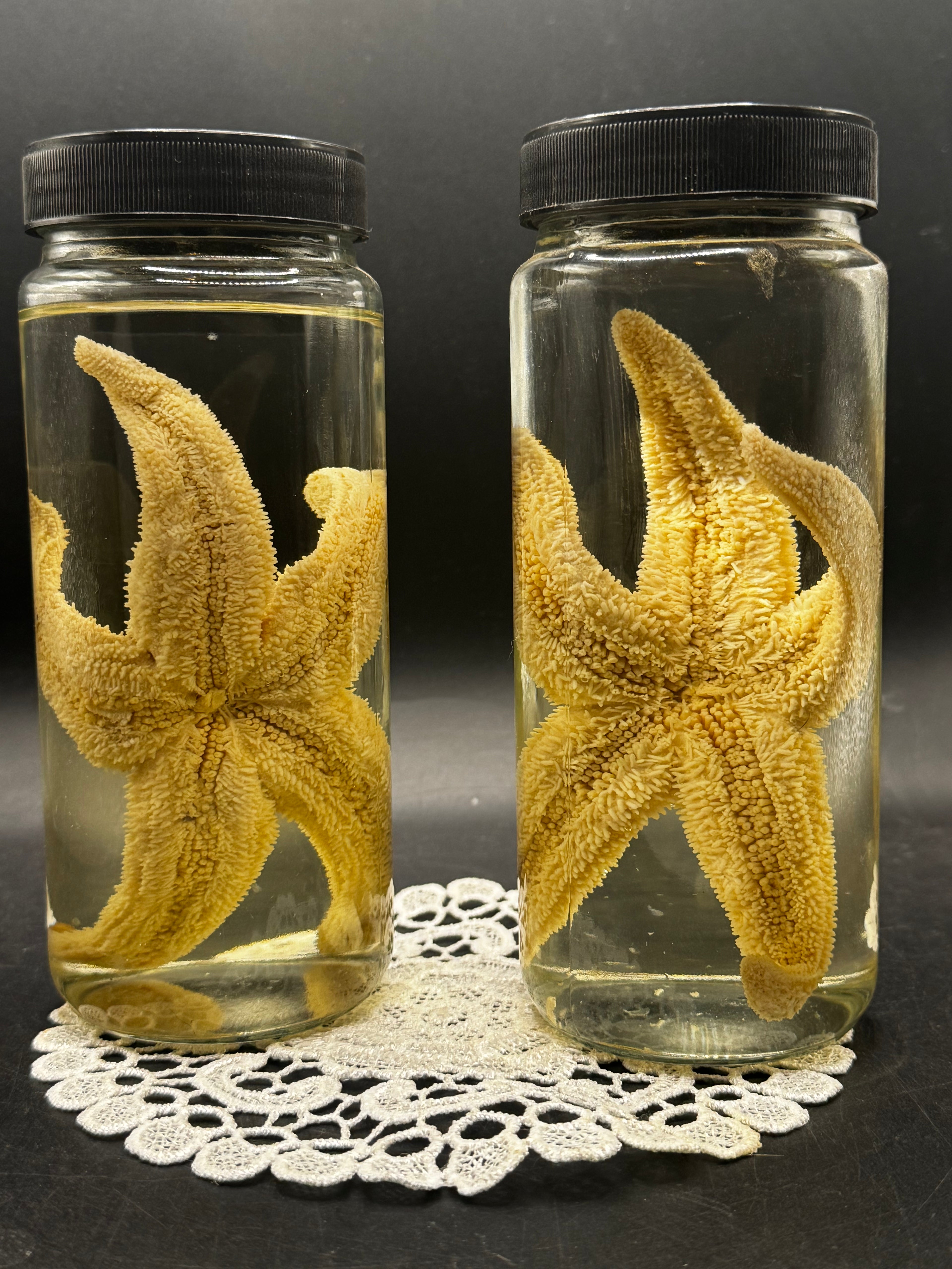 Starfish (Wet Specimen)