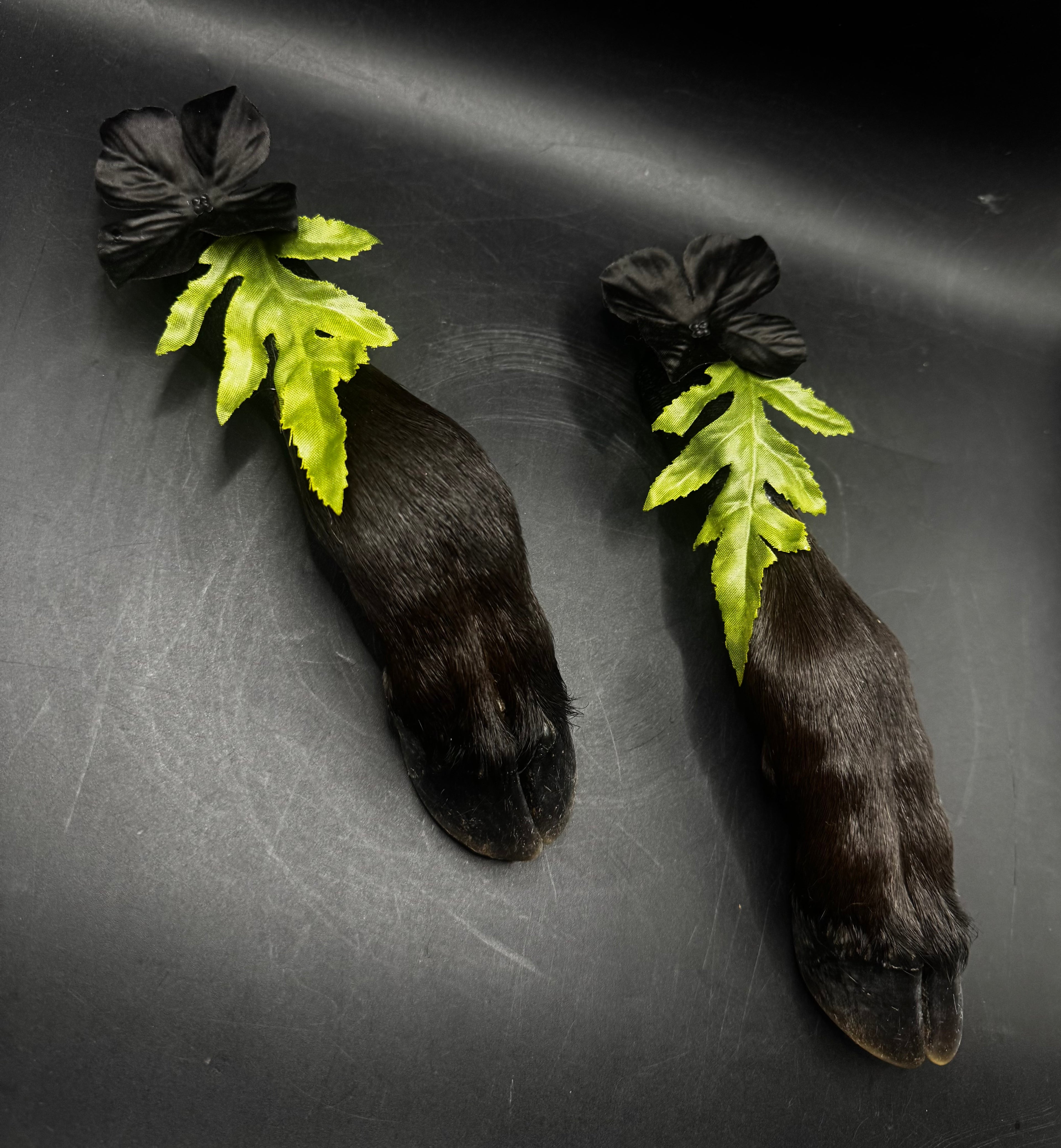 Mummified Calf Feet
