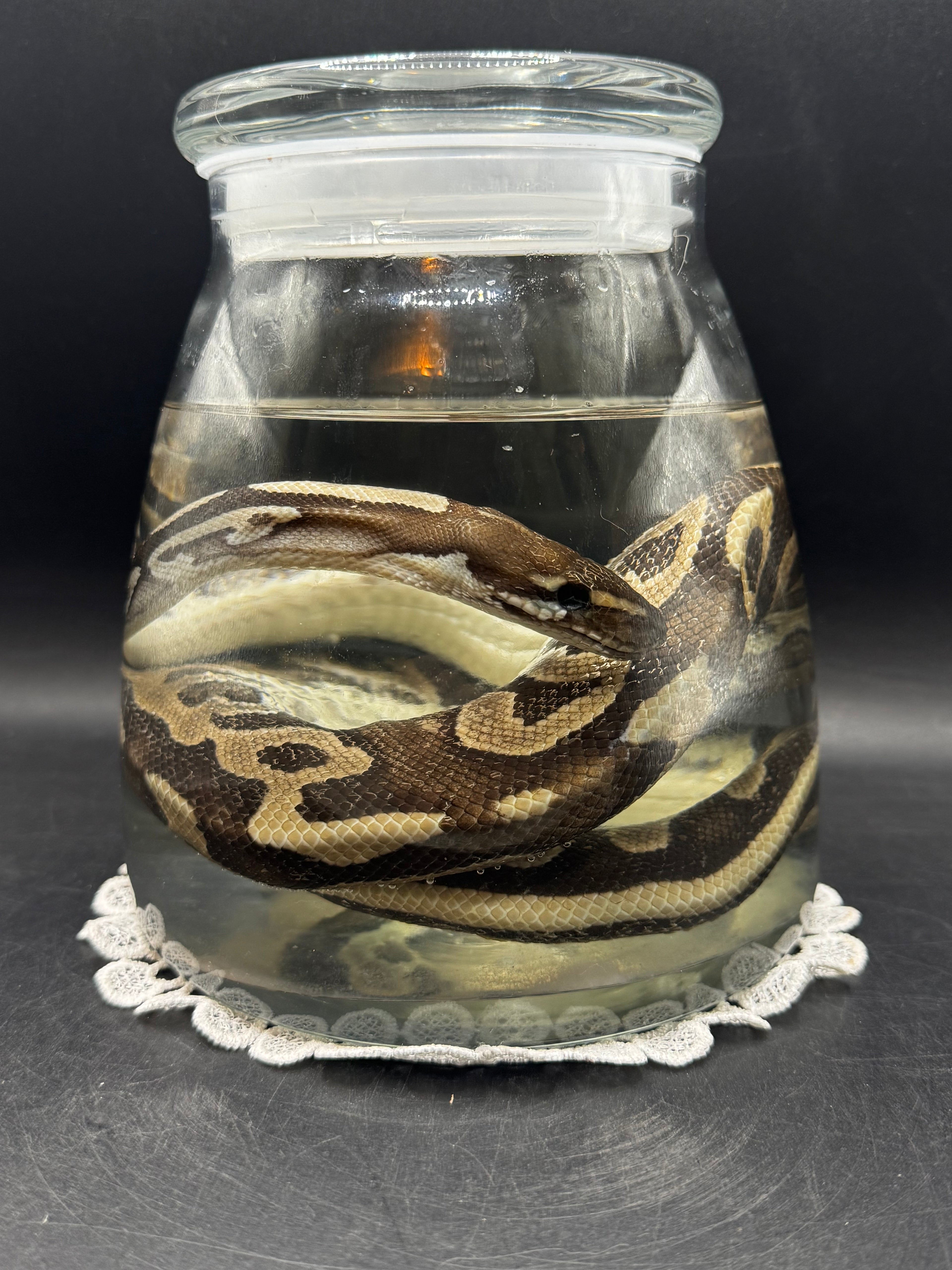 Ball Python