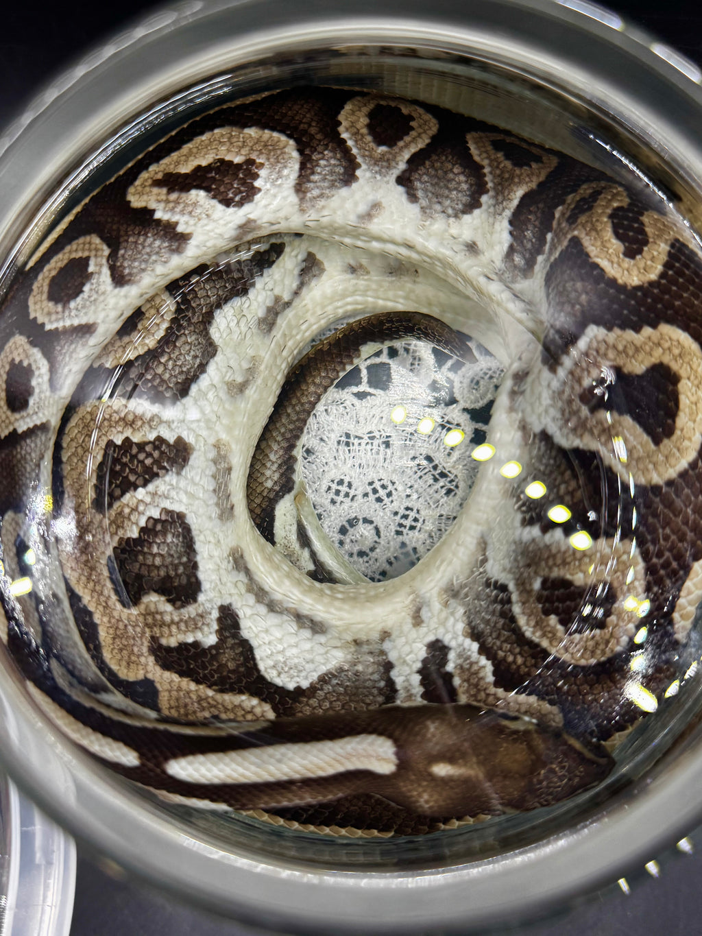 Ball Python