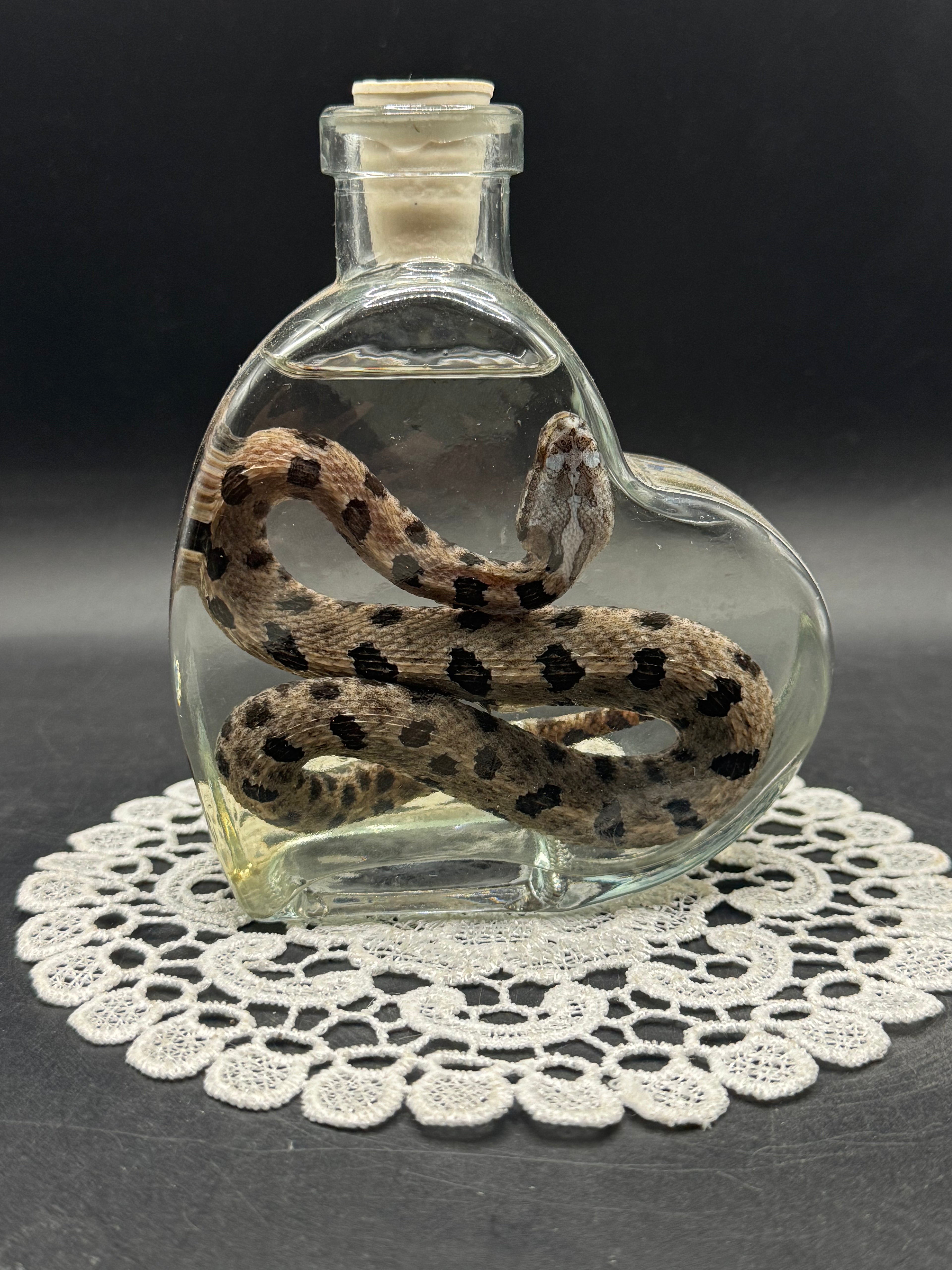 Pygmy Rattlesnake