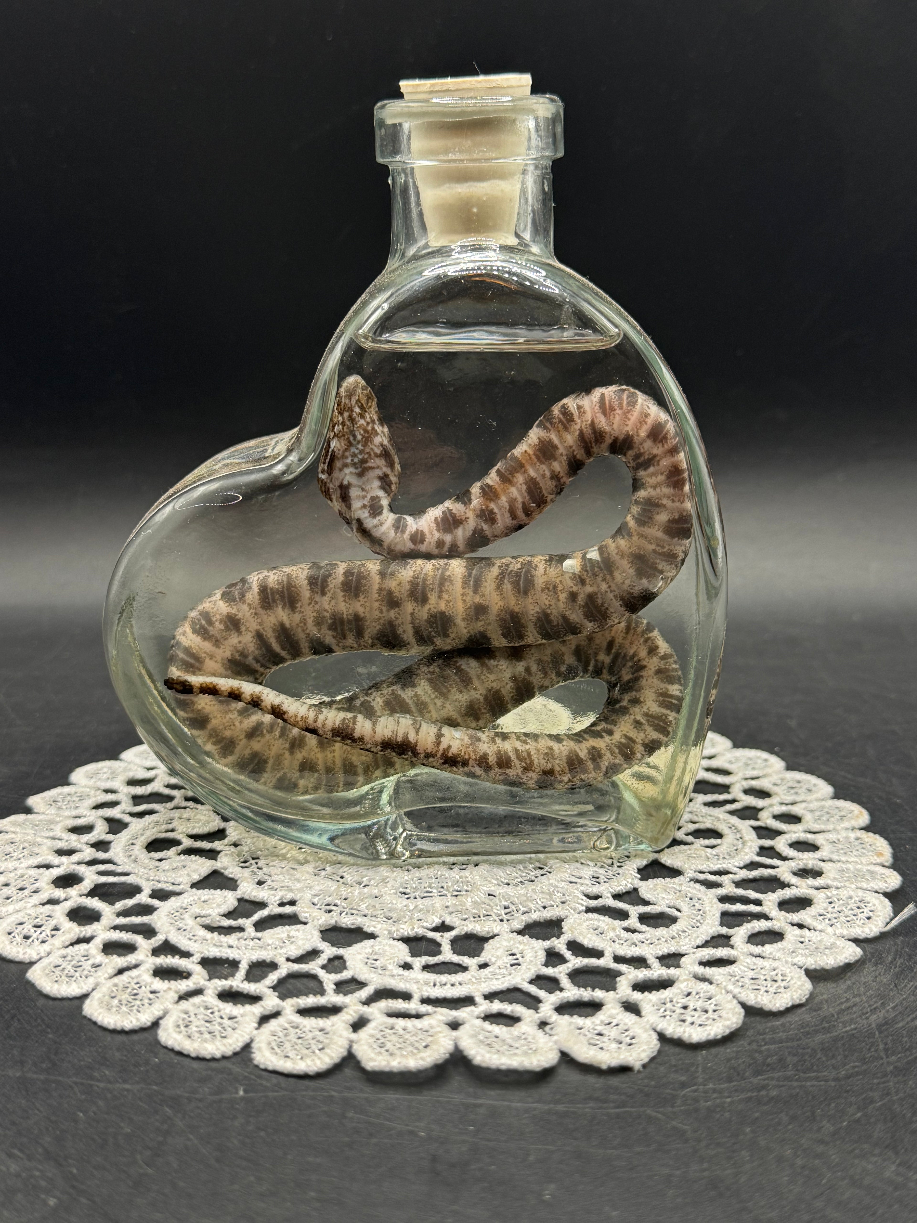 Pygmy Rattlesnake