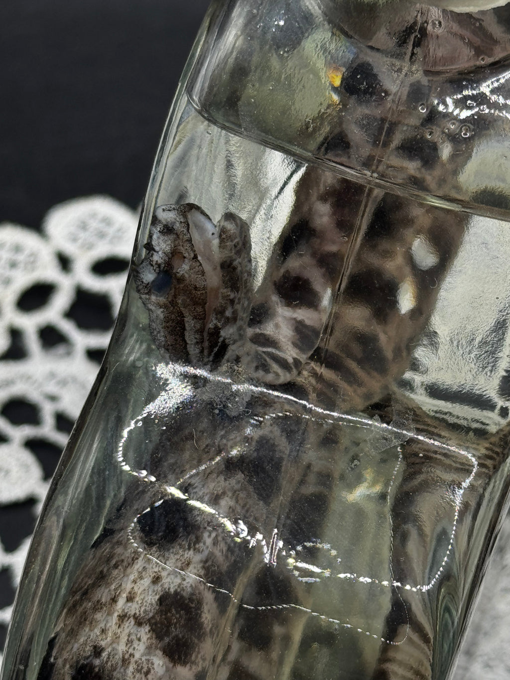 Pygmy Rattlesnake
