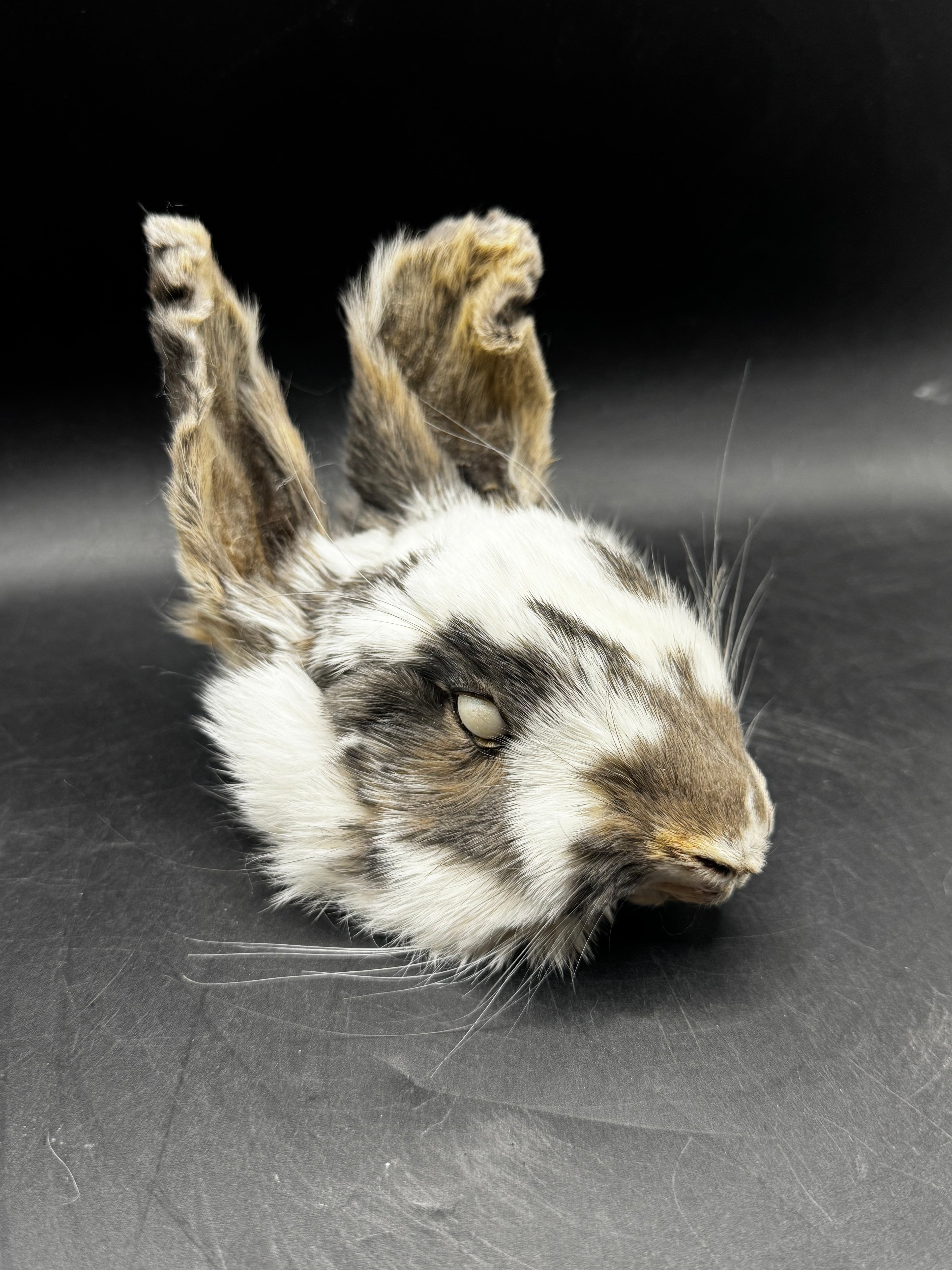Mummified Rabbit Head