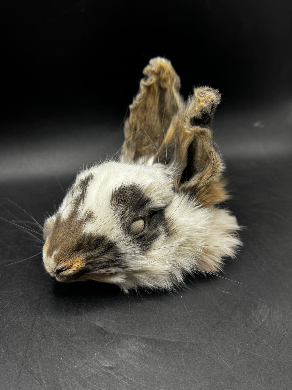 Mummified Rabbit Head