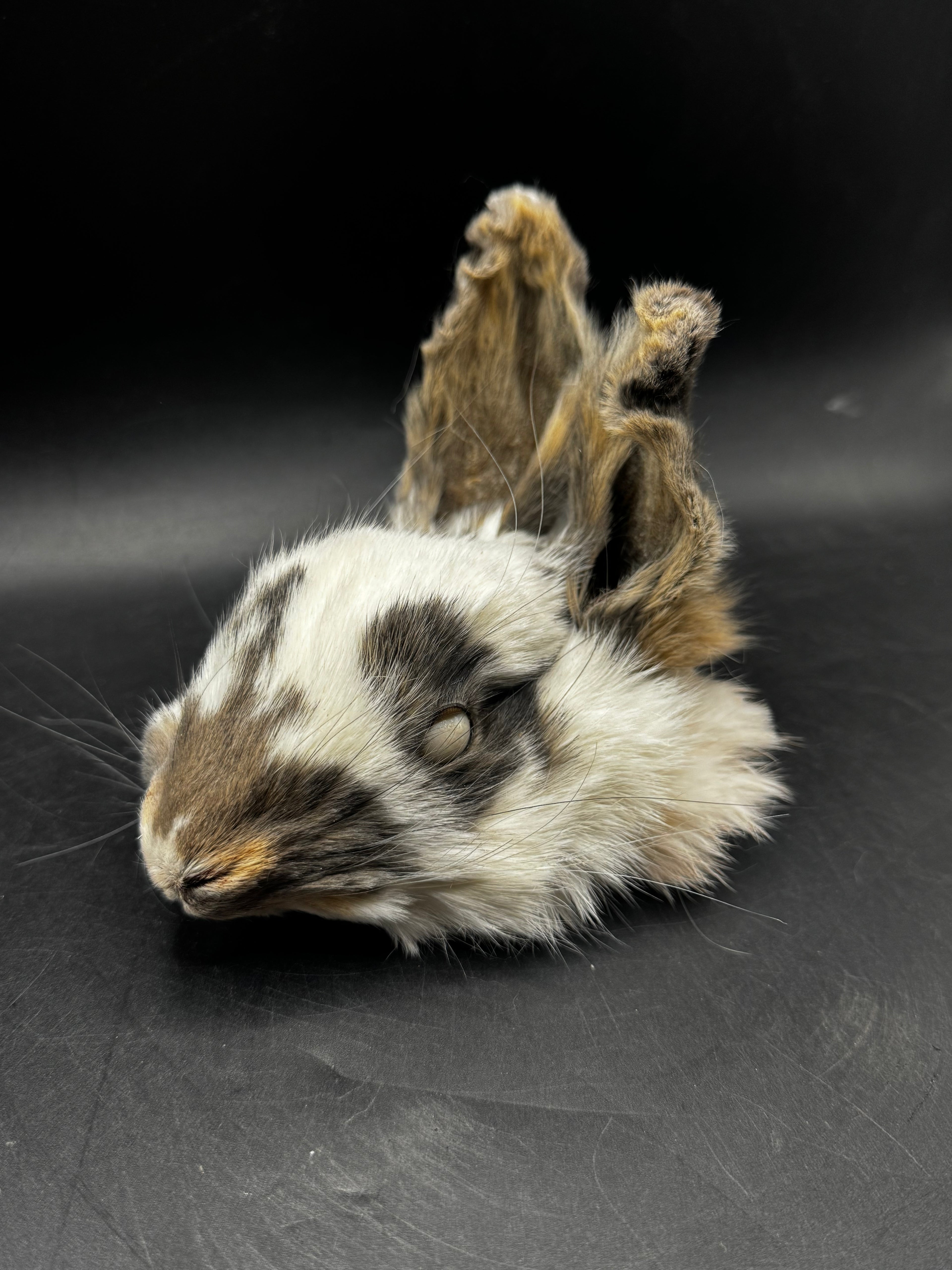 Mummified Rabbit Head
