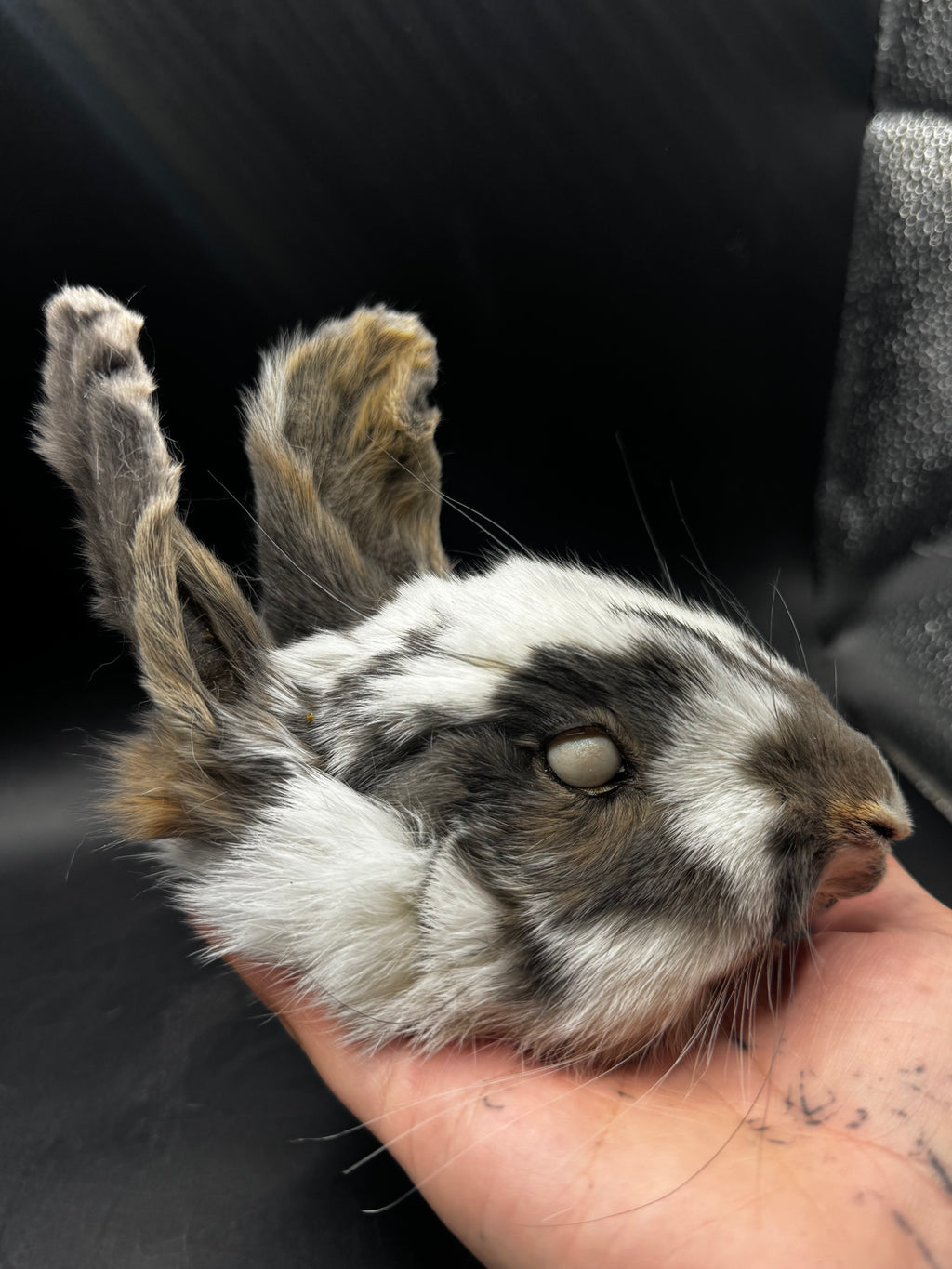Mummified Rabbit Head
