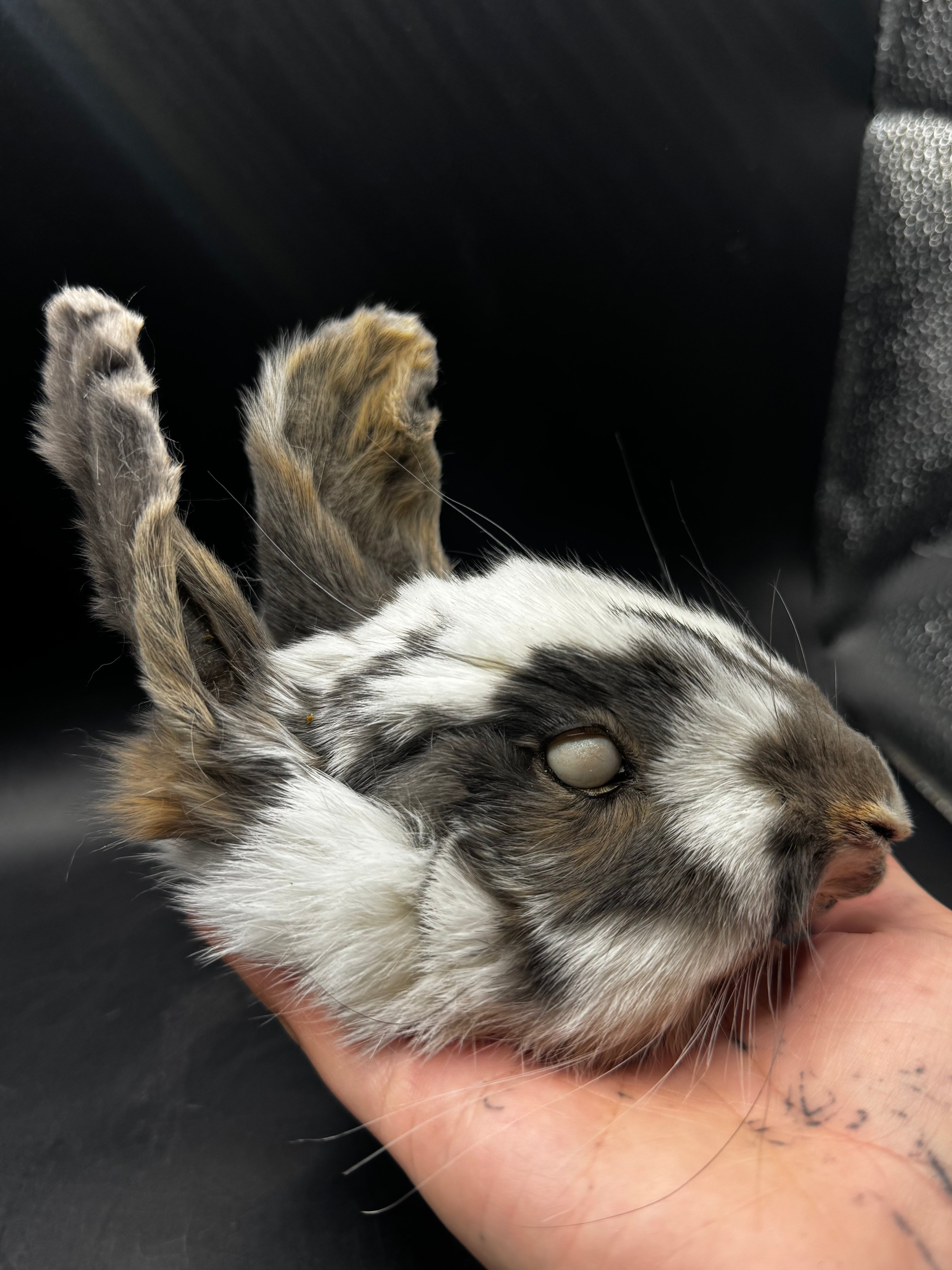 Mummified Rabbit Head