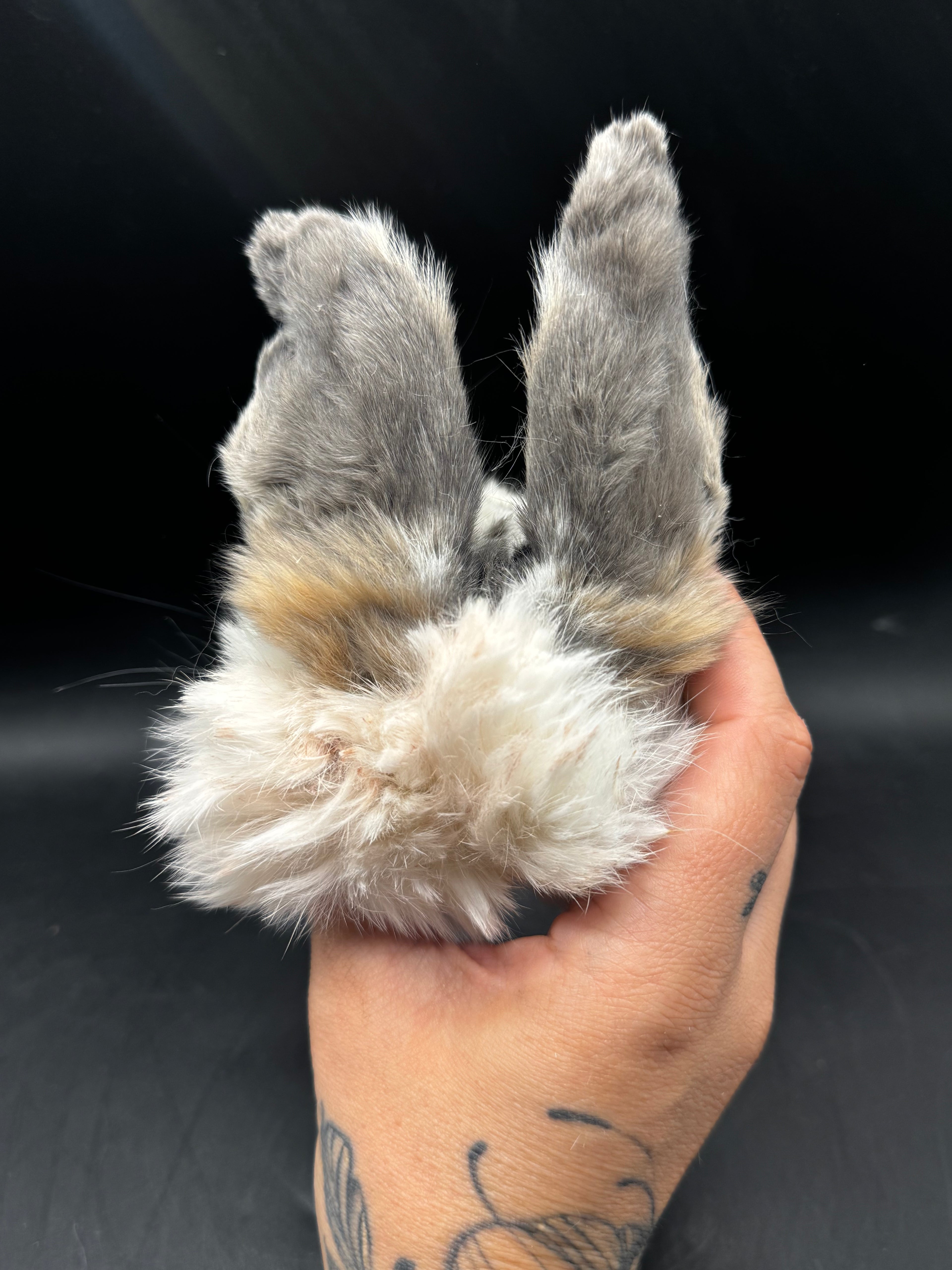Mummified Rabbit Head