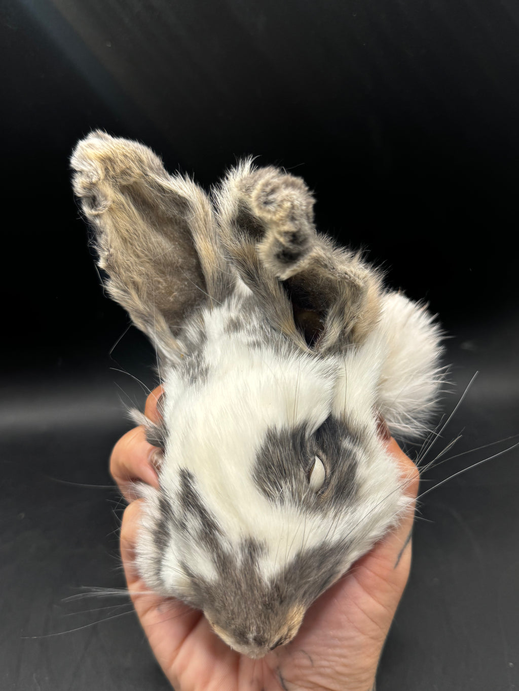 Mummified Rabbit Head