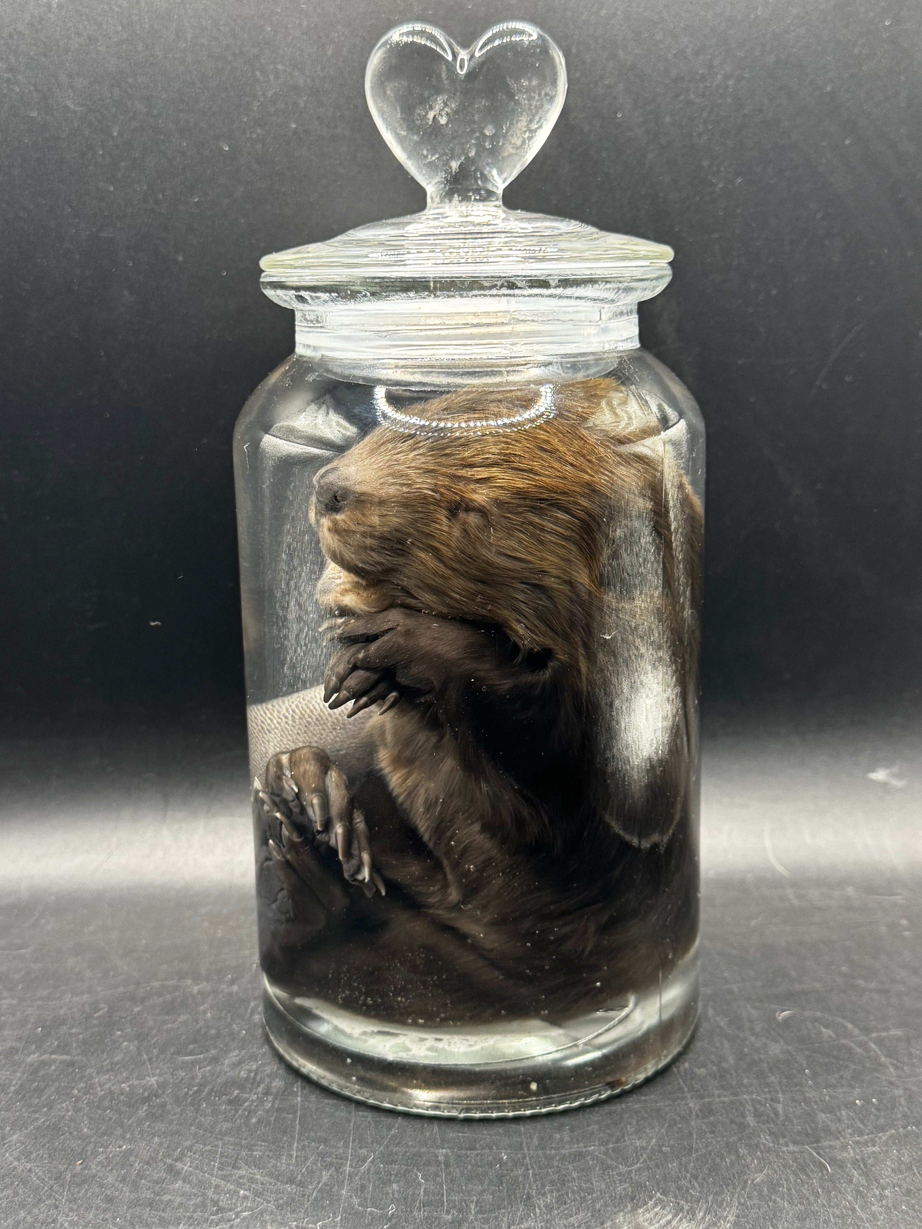 Baby Beaver