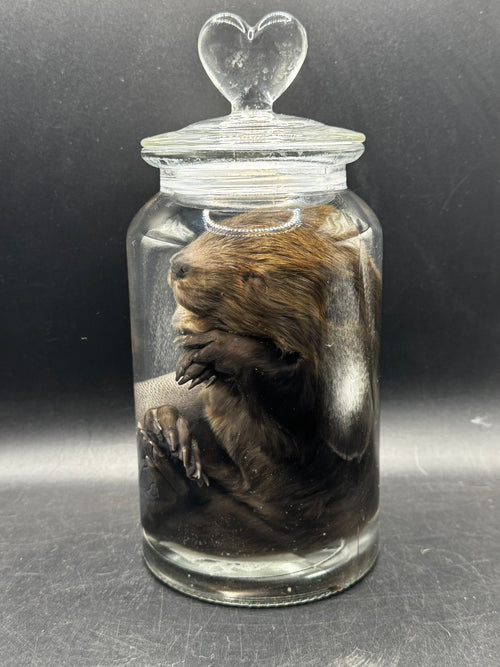 Baby Beaver