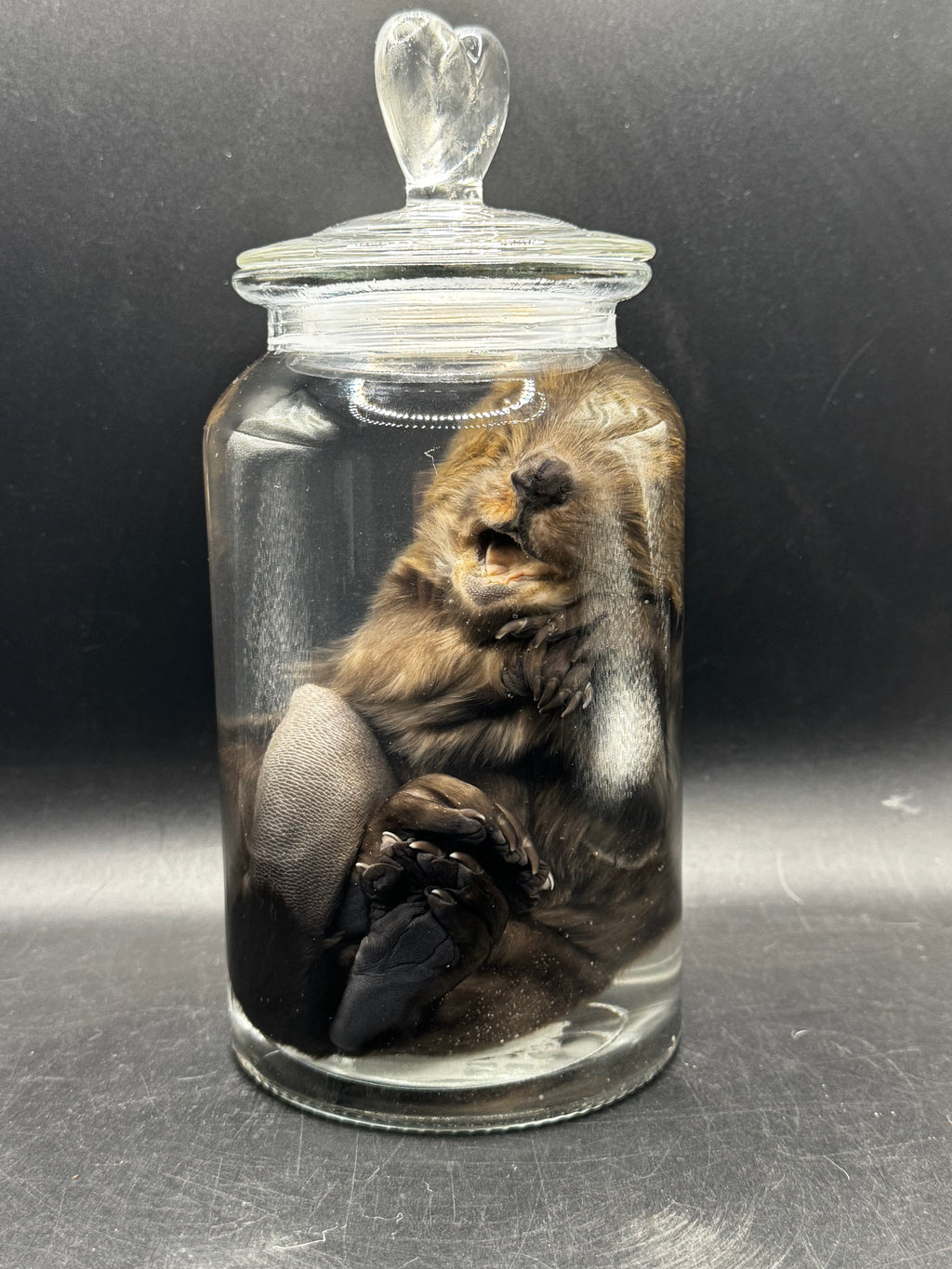 Baby Beaver