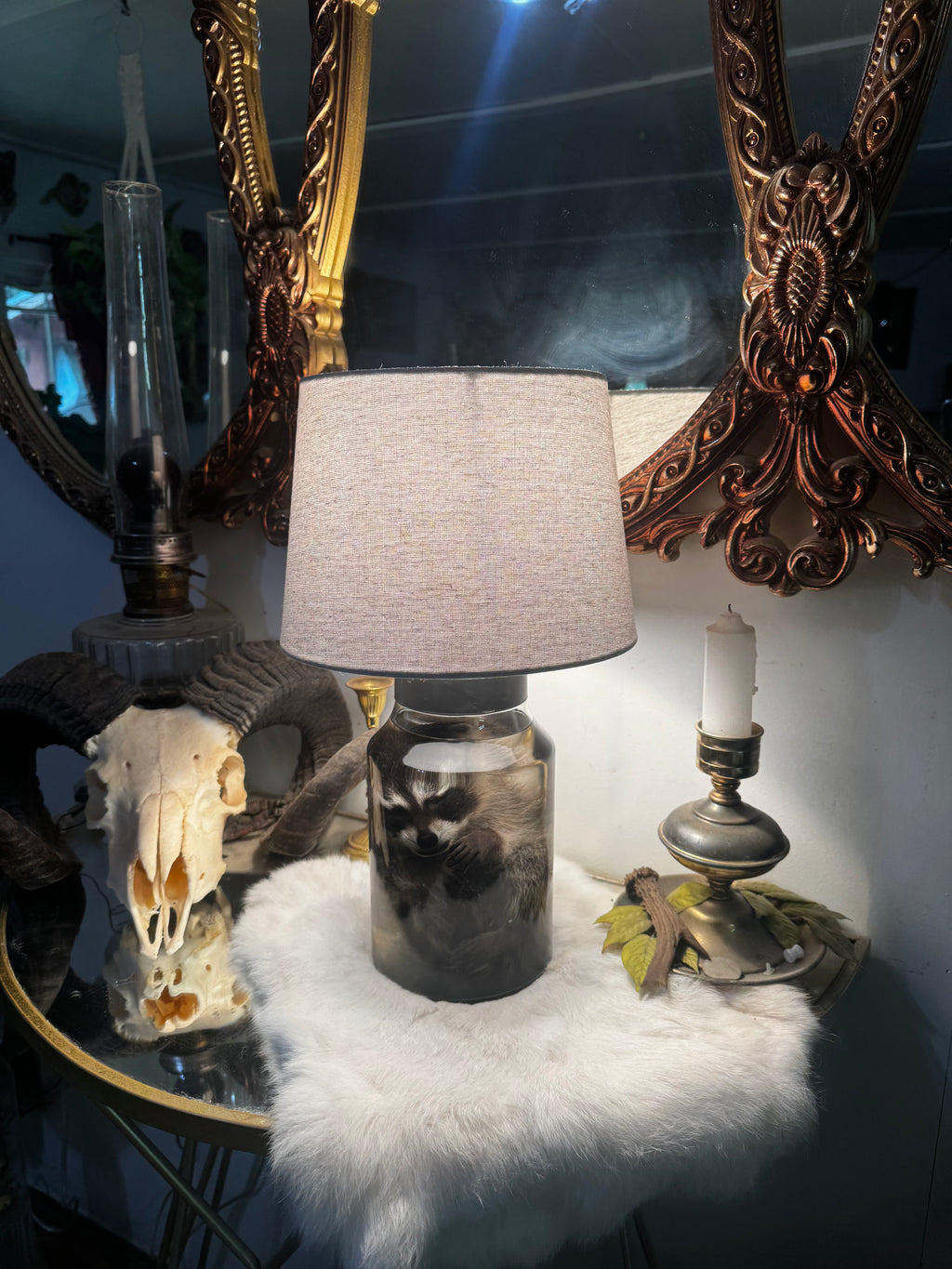 Juvenile Raccoon Lamp (Wet Specimen)