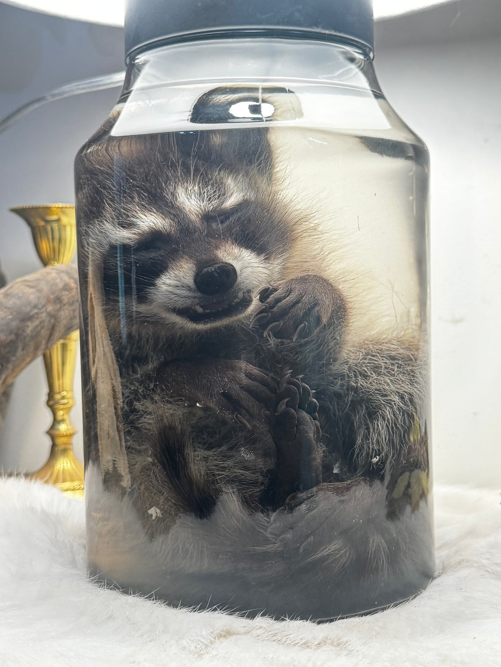 Juvenile Raccoon Lamp (Wet Specimen)