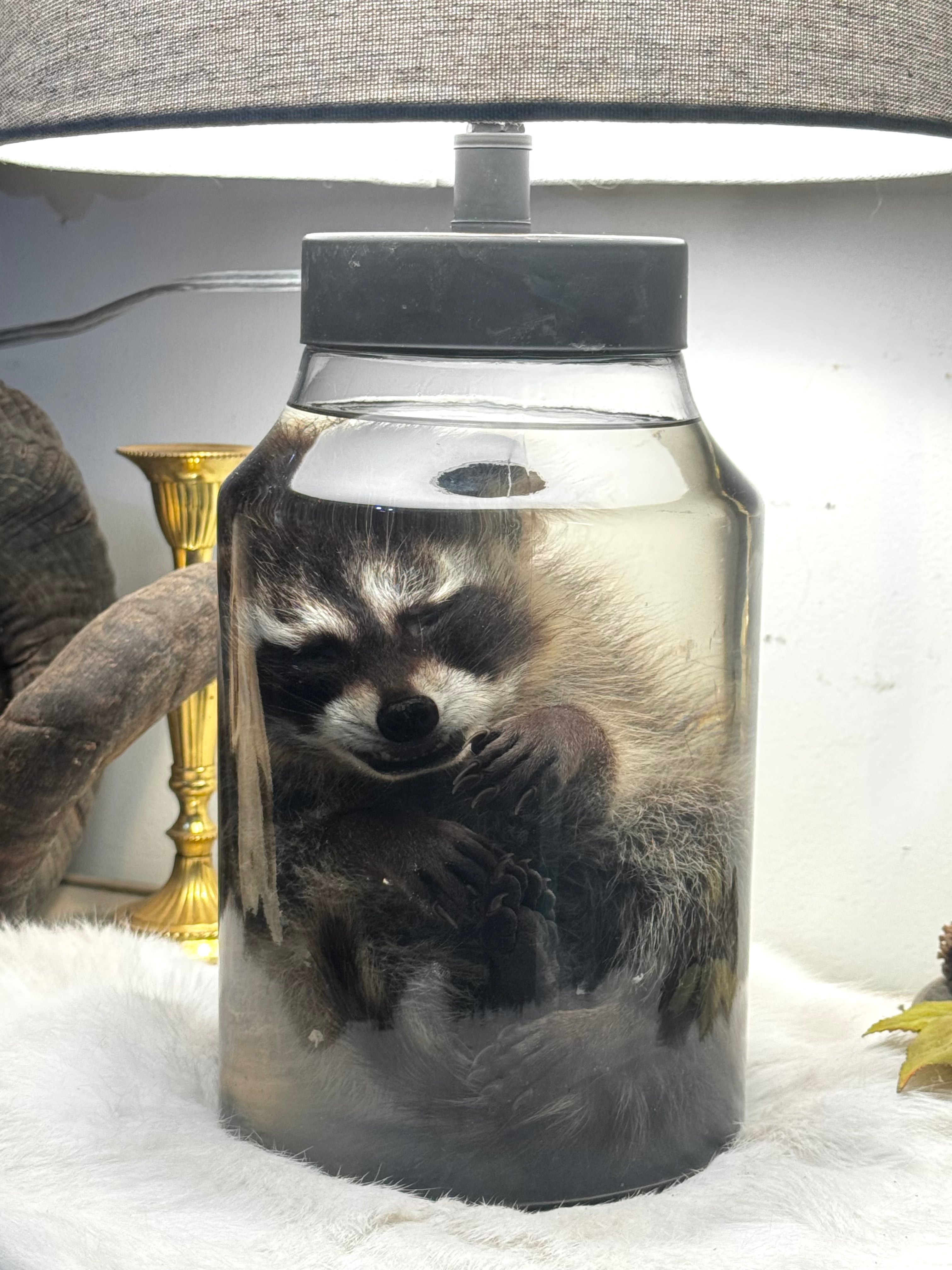 Juvenile Raccoon Lamp (Wet Specimen)