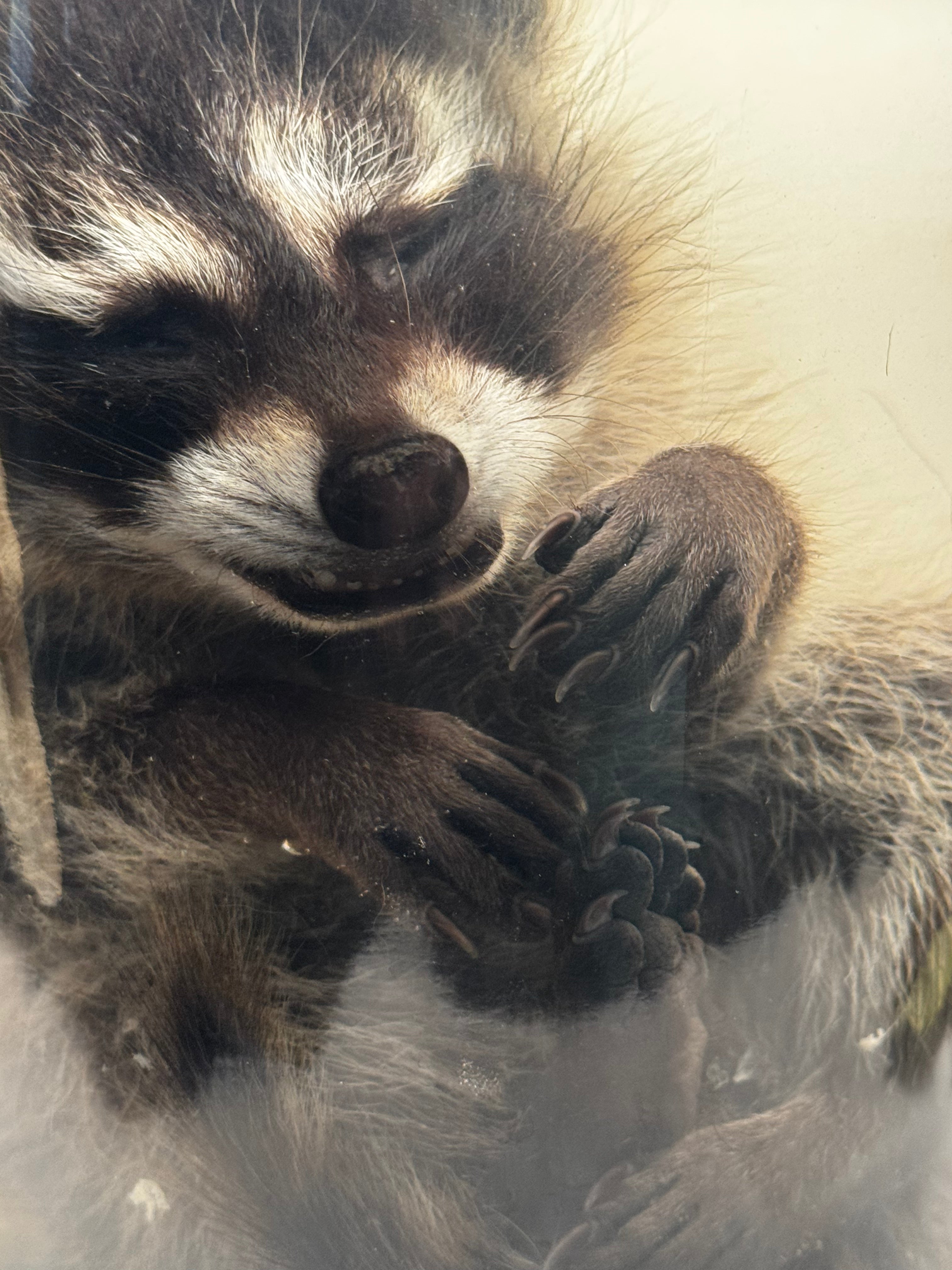 Juvenile Raccoon Lamp (Wet Specimen)