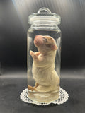 Dapple (Merle) Piebald Dachshund Puppy (Wet Specimen)
