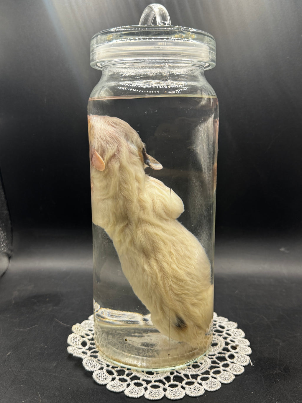 Dapple (Merle) Piebald Dachshund Puppy (Wet Specimen)