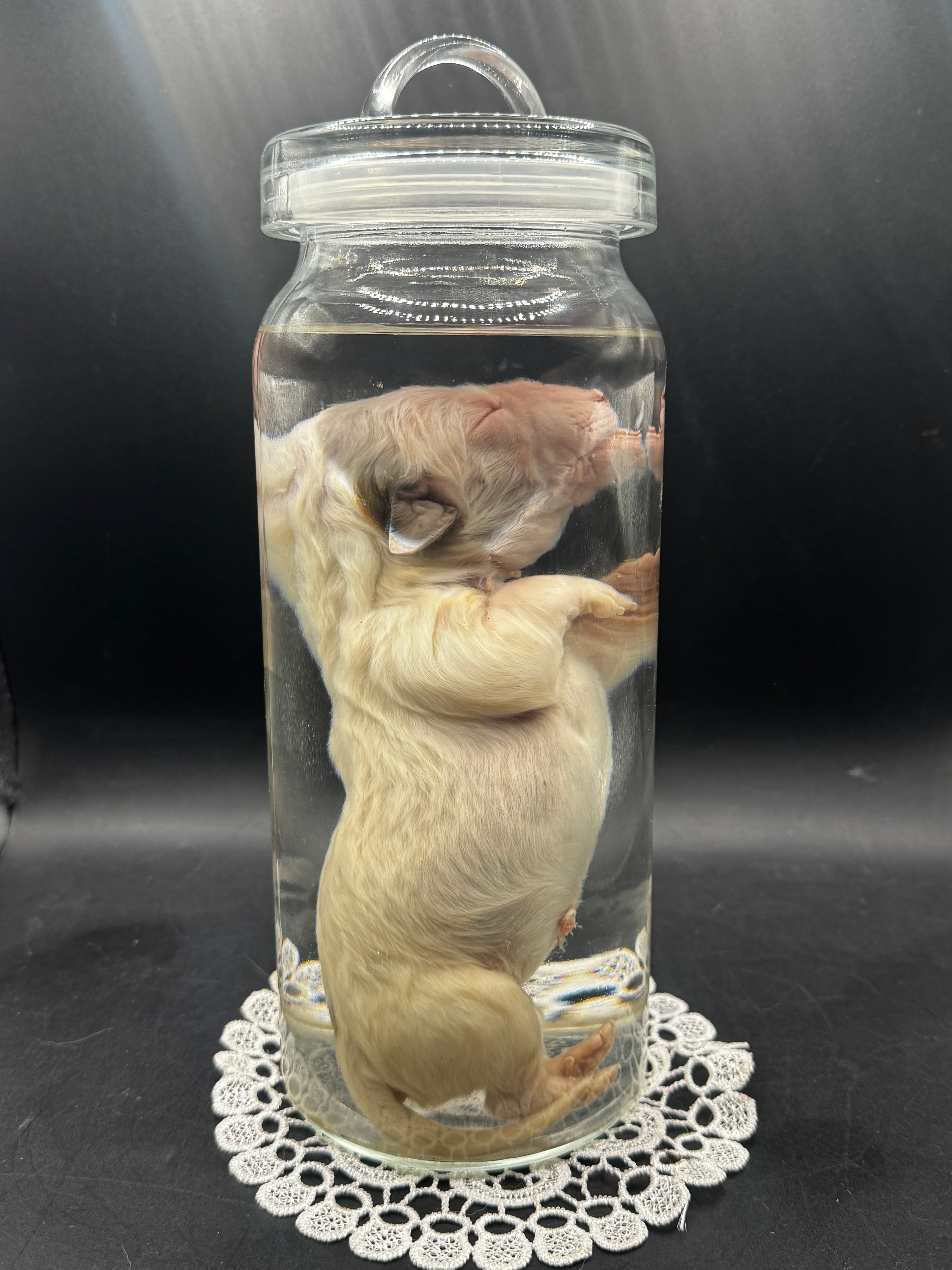 Dapple (Merle) Piebald Dachshund Puppy (Wet Specimen)