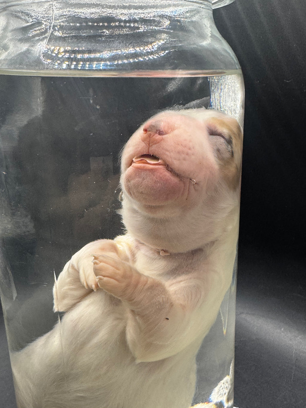 Dapple (Merle) Piebald Dachshund Puppy (Wet Specimen)