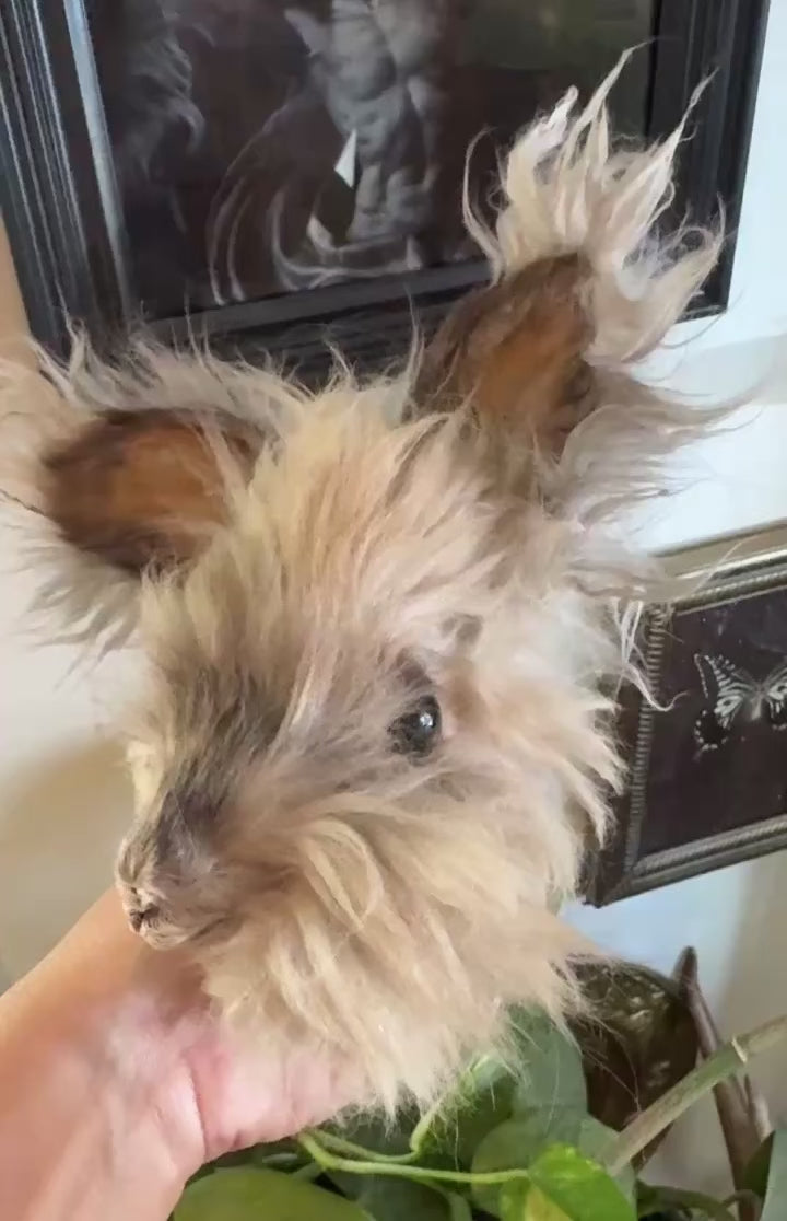Mummified bunny head