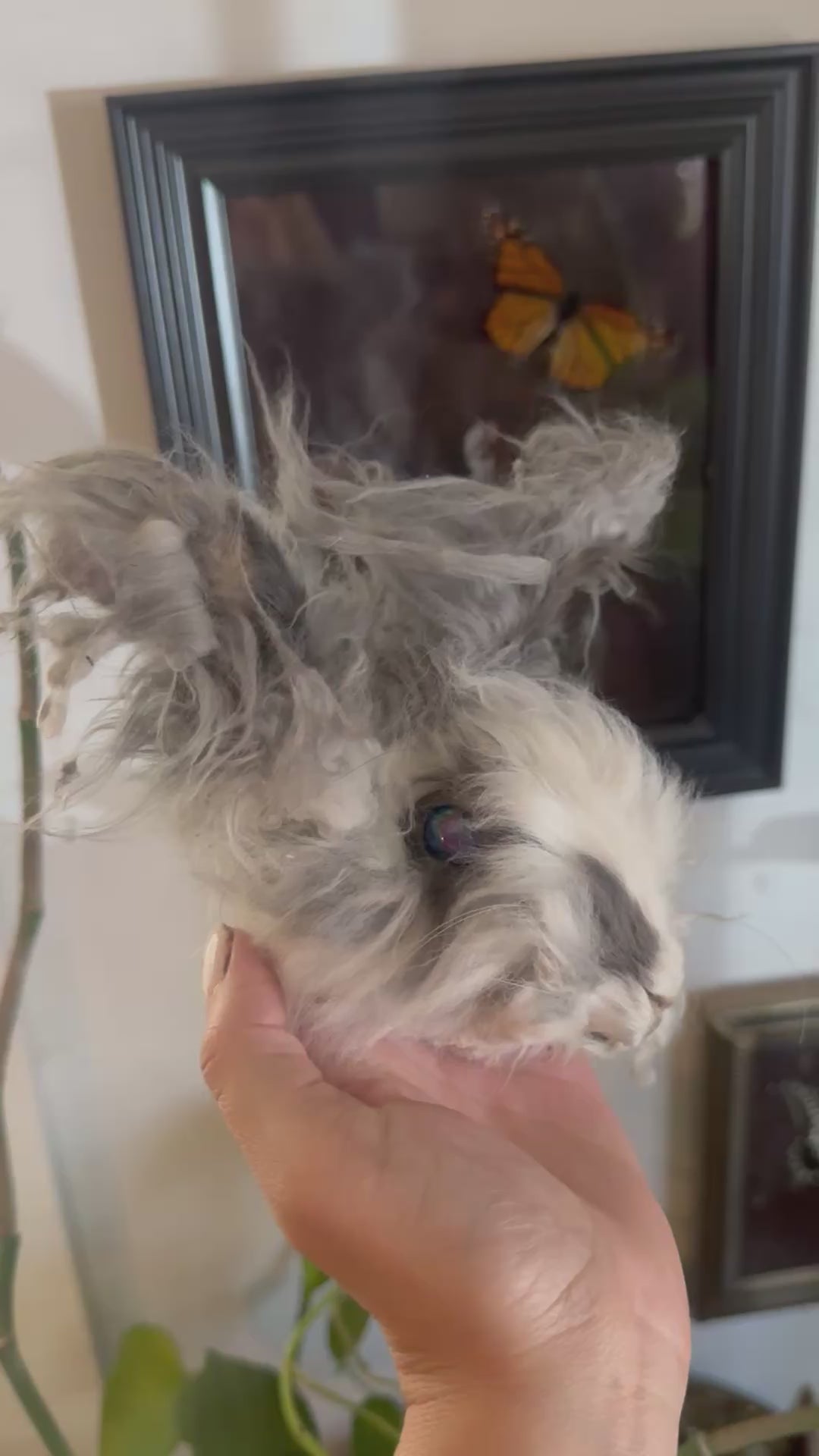 Mummified bunny head