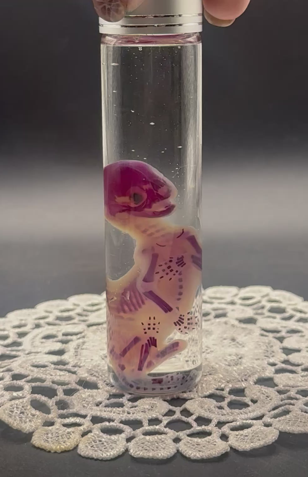 Diaphonized fetal kitten