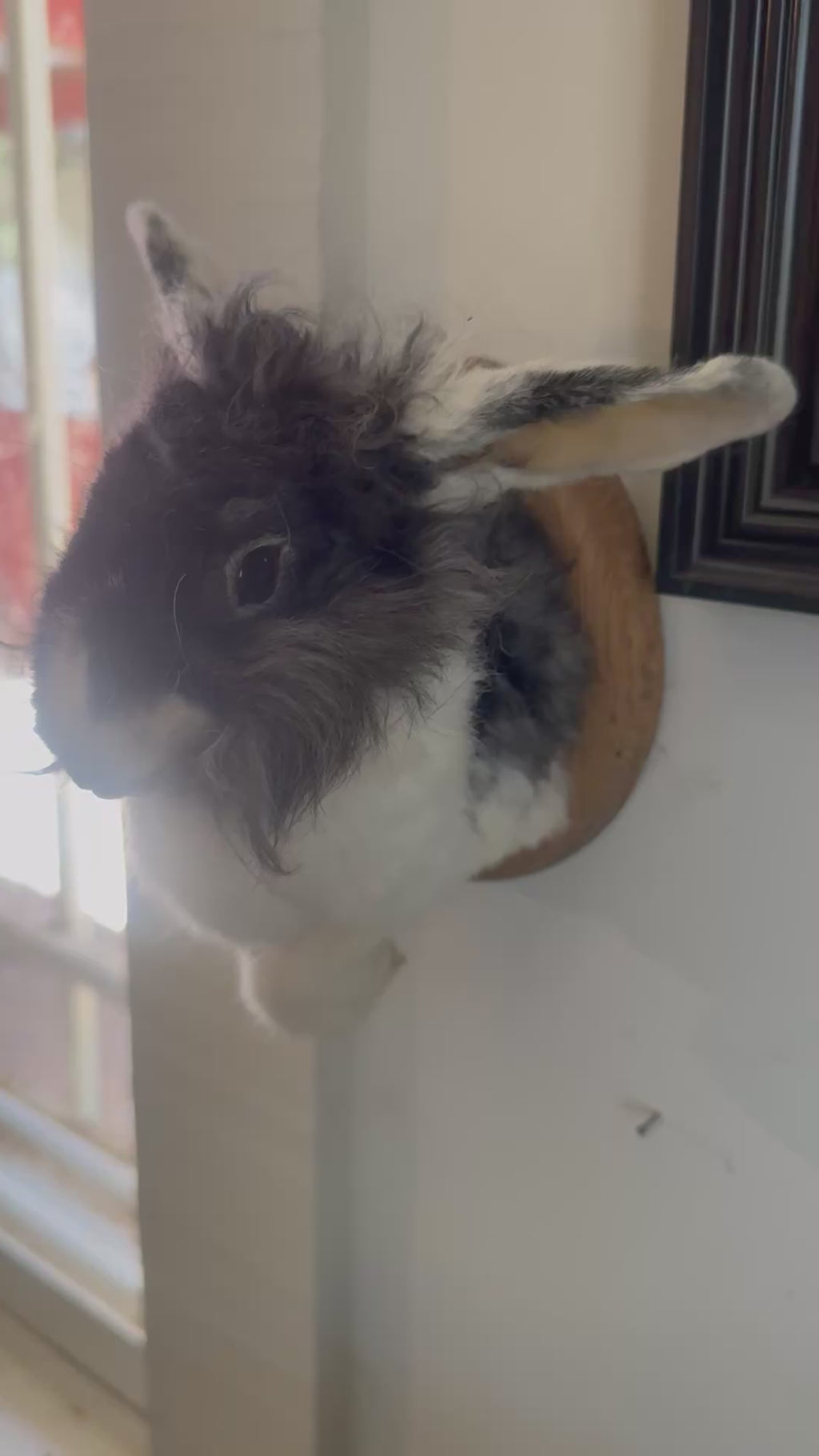 Bunny half mount (mummified)