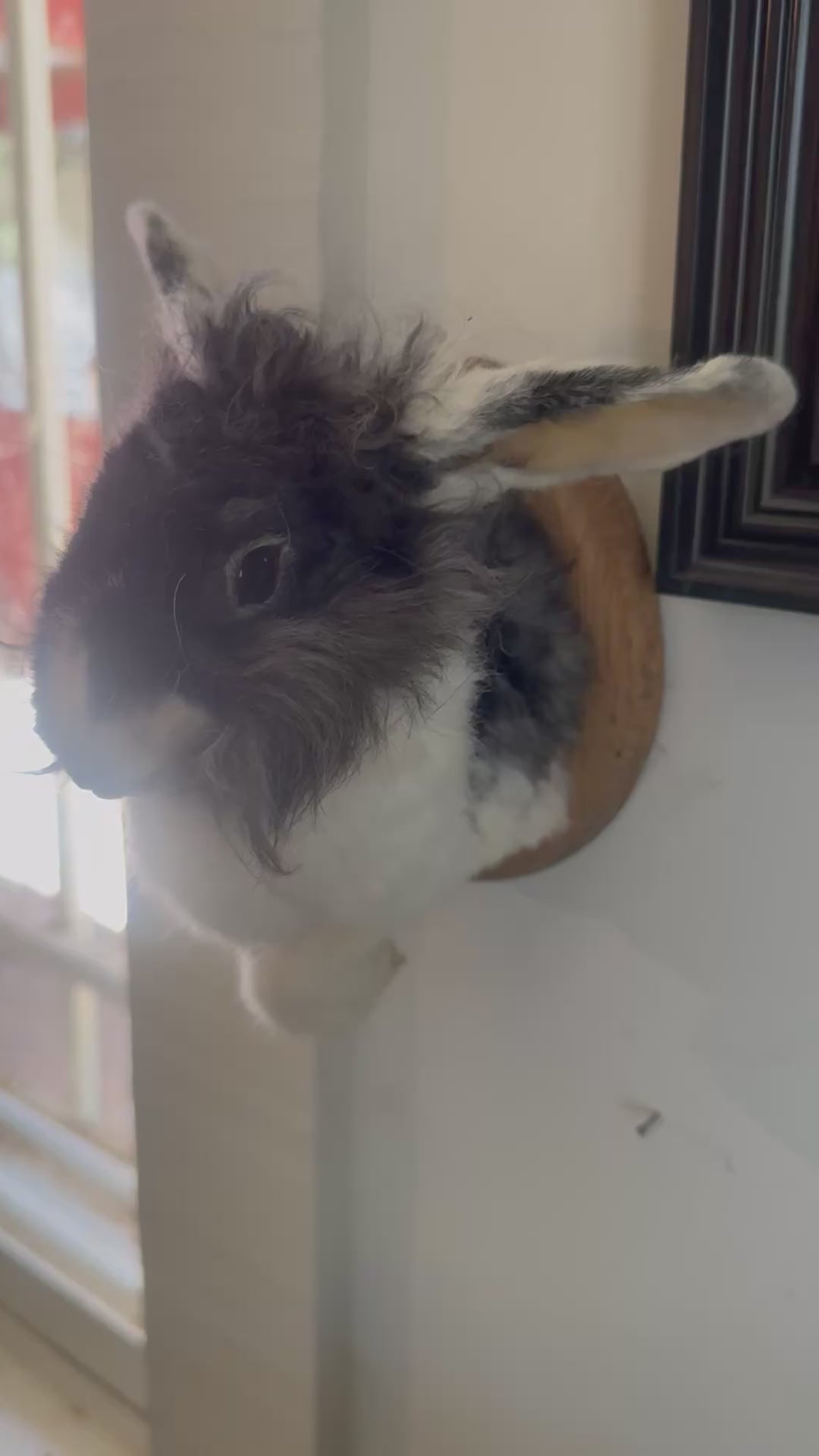 Bunny half mount (mummified)