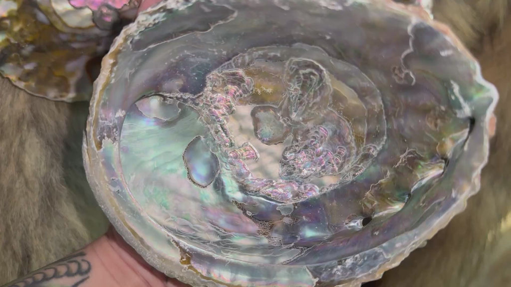 Pink Abalone Shell