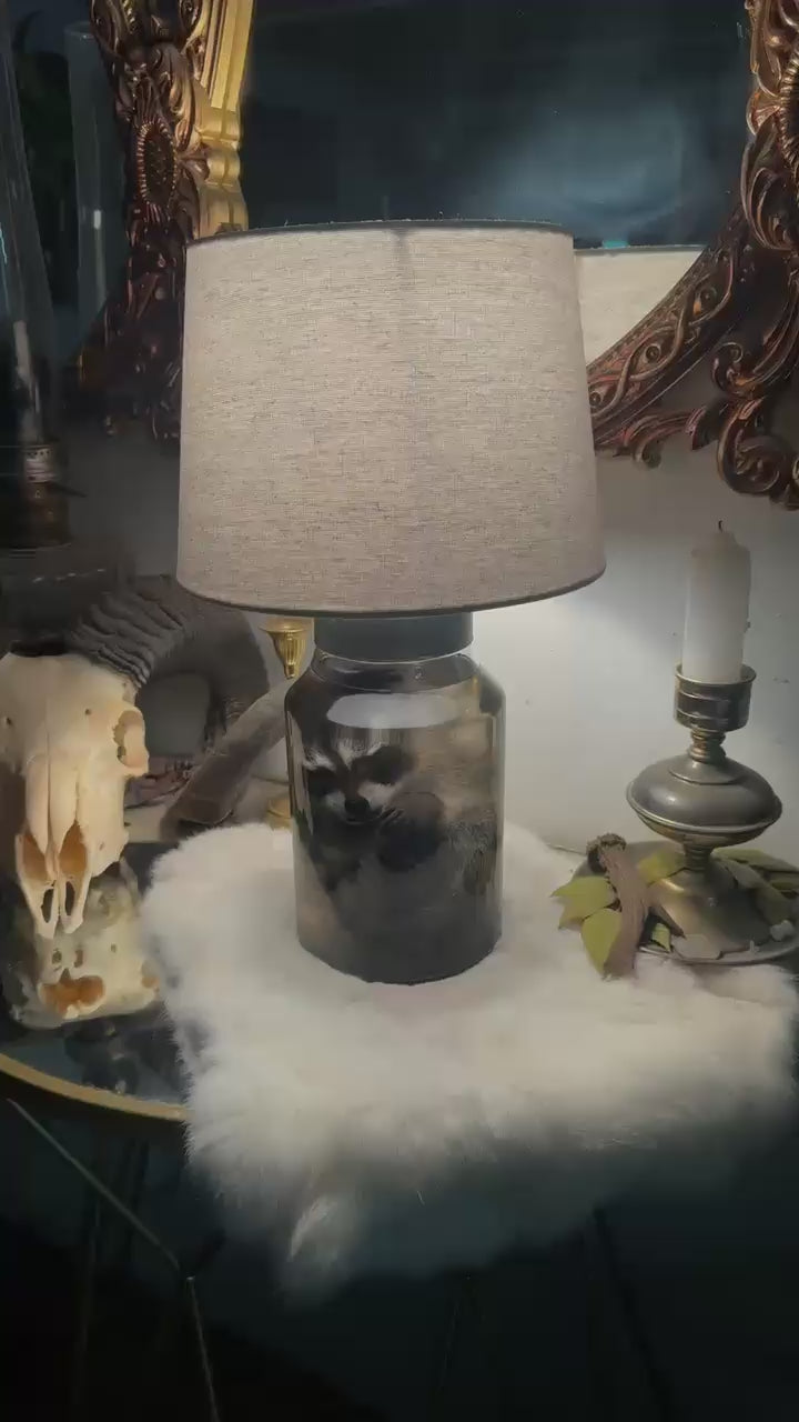 Juvenile Raccoon Lamp (Wet Specimen)