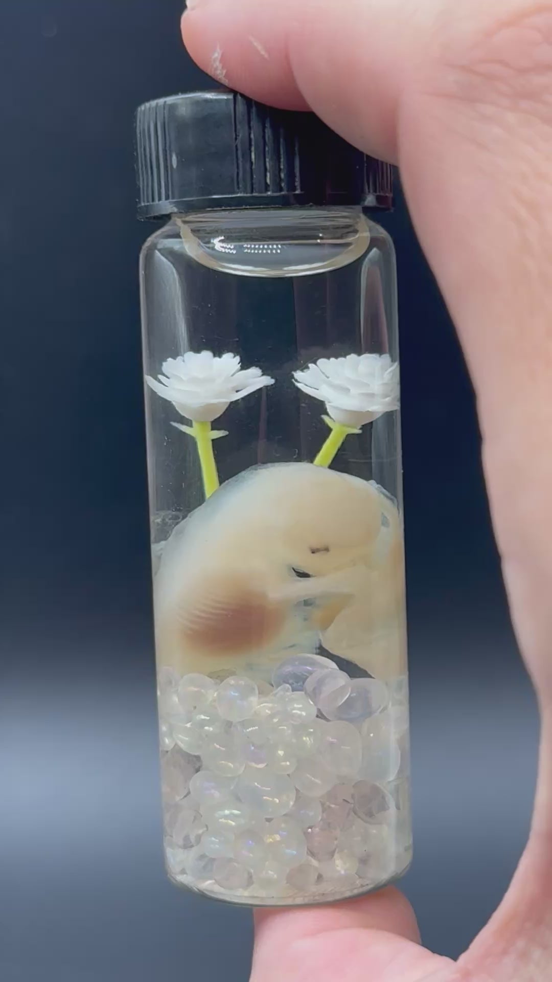 Fetal early term puppy
